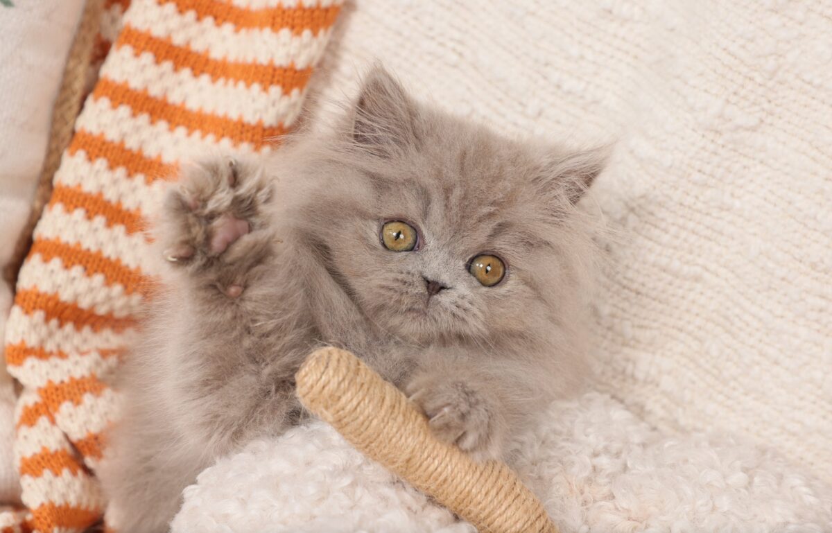 Doll Face Persian Kittens ~ CeCe