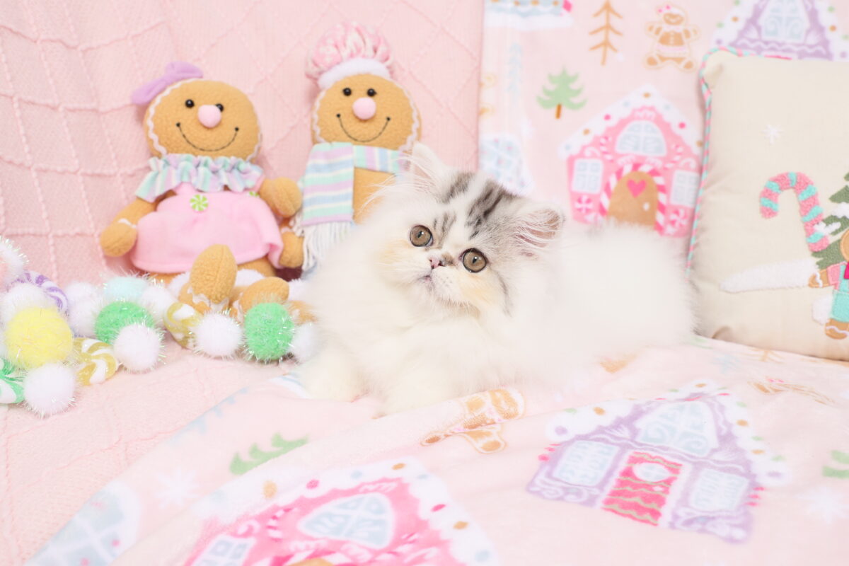Doll Face Persian Kittens ~ Furby
