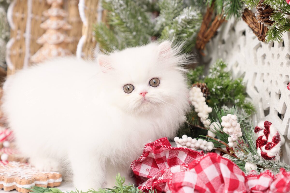Doll Face Persian Kittens ~ Aspen