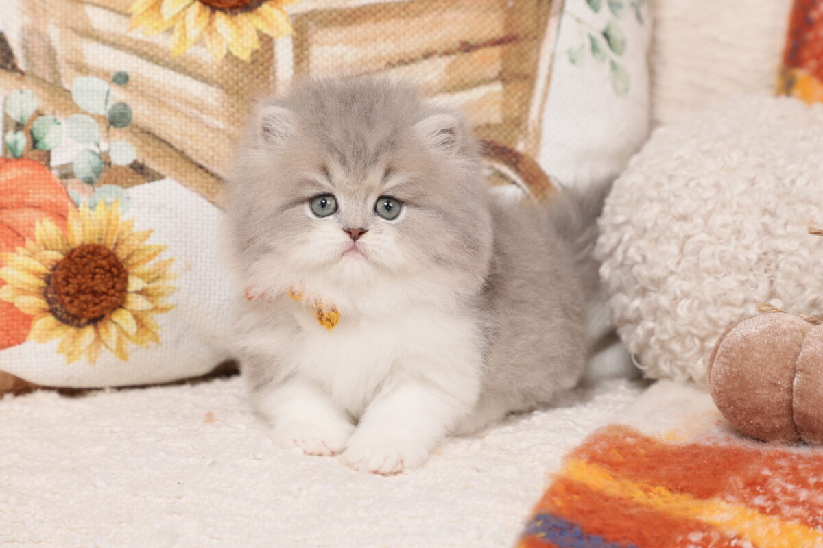 Doll Face Persian Kittens ~ Lotti