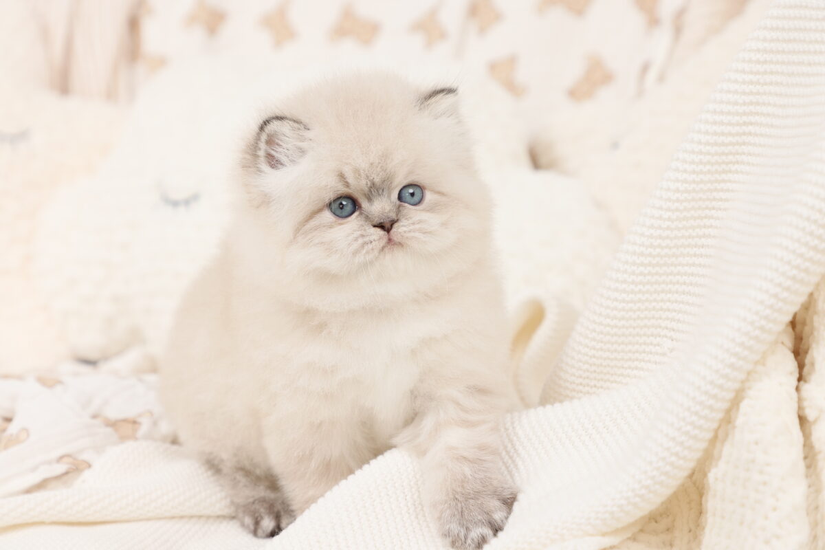 Doll Face Persian Kittens ~ Lux