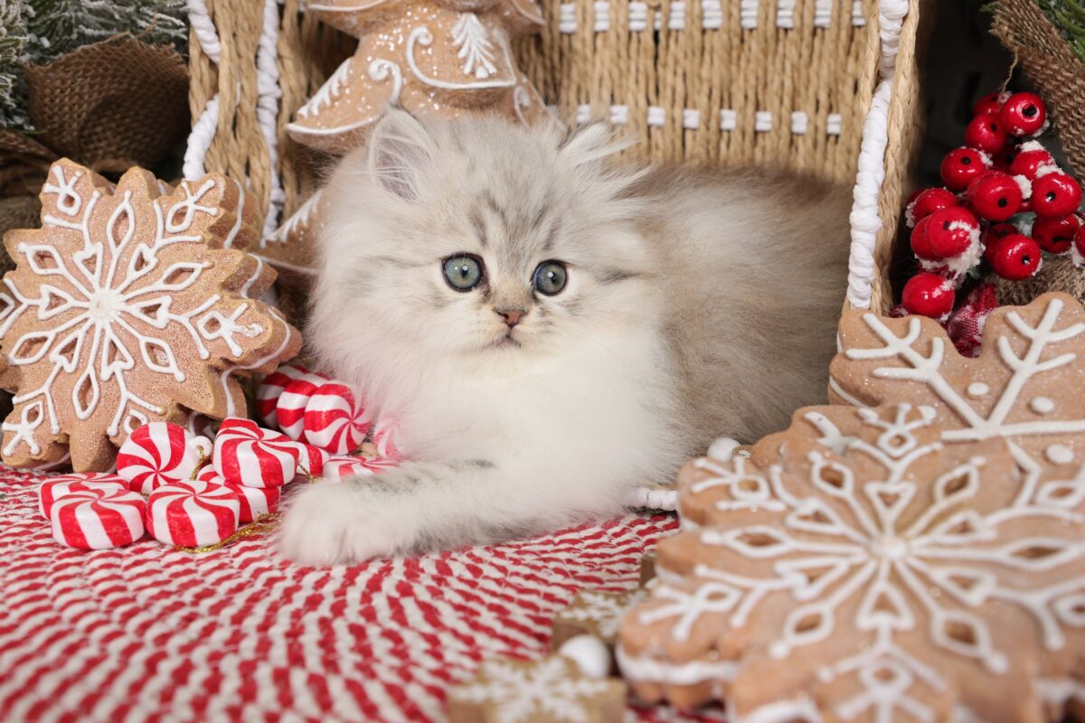 Doll Face Persian Kittens ~ Valentino