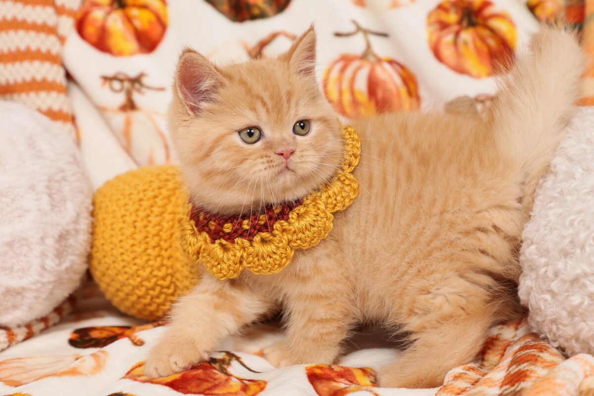 Doll Face Persian Kittens ~ Cheeto