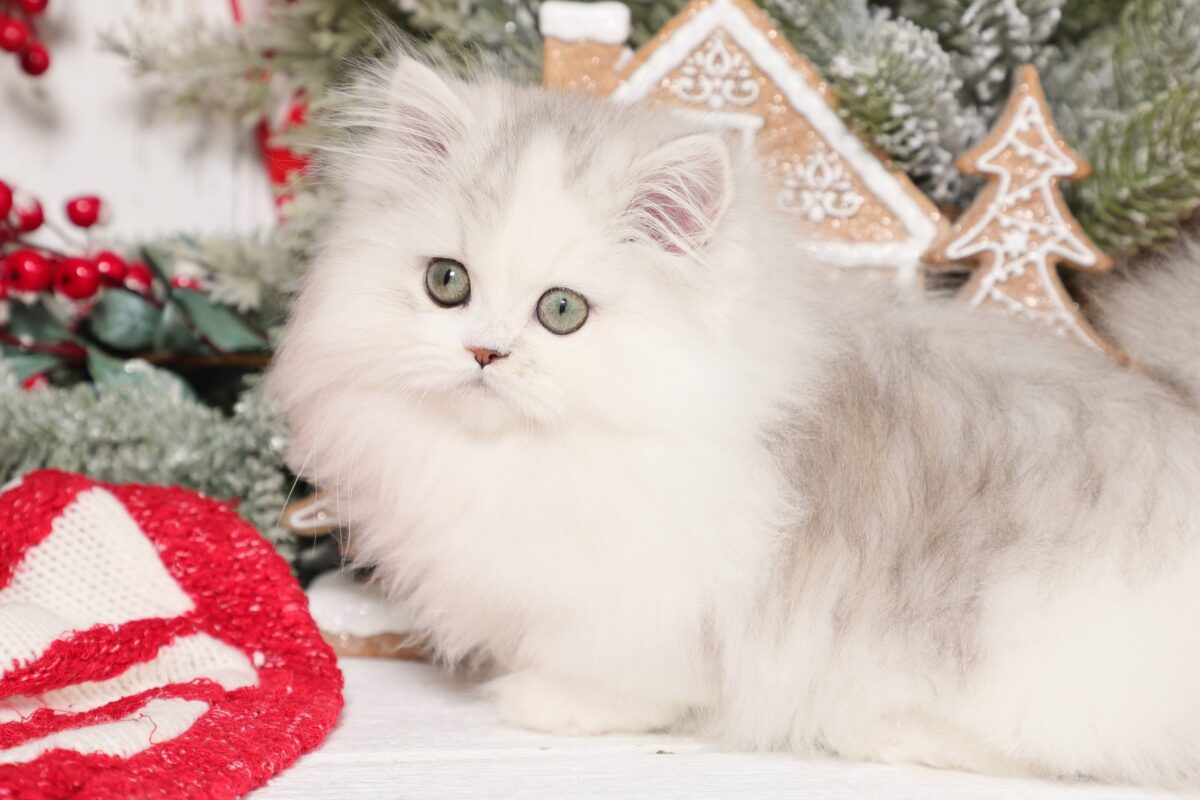 Doll Face Persian Kittens ~ Pip Squeak