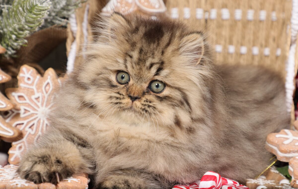 Doll Face Persian Kittens ~ Snugglepuff
