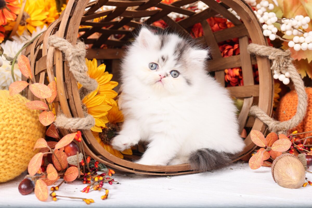 Doll Face Persian Kittens ~ Furby
