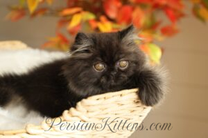 Black Persian kittens