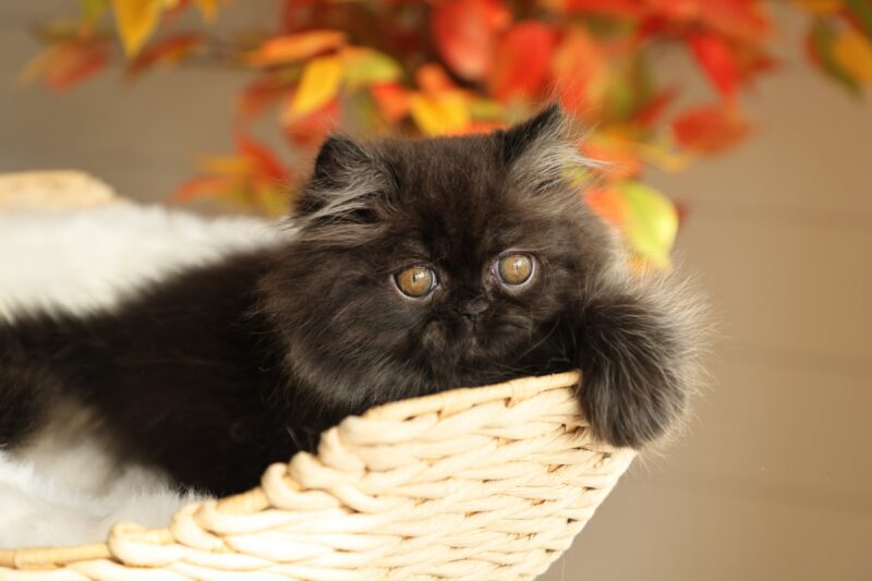 Black Persian kittens