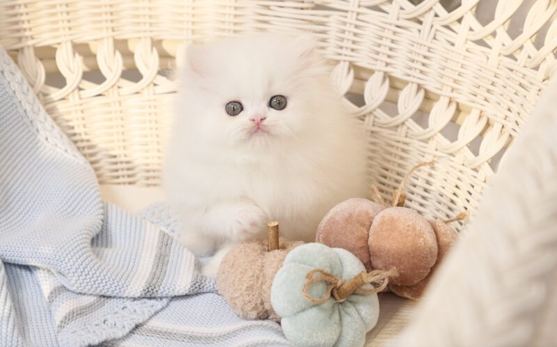 White Persian Kittens