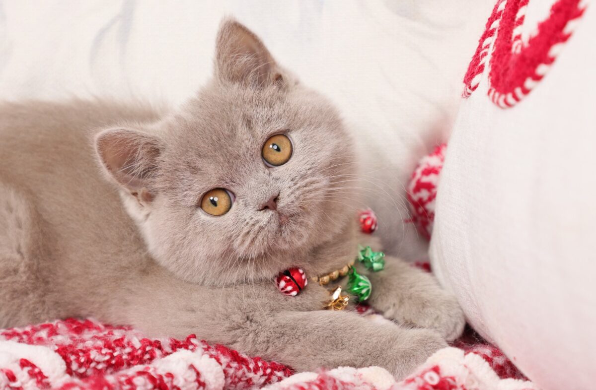 Doll Face Persian Kittens ~ Periwinkle