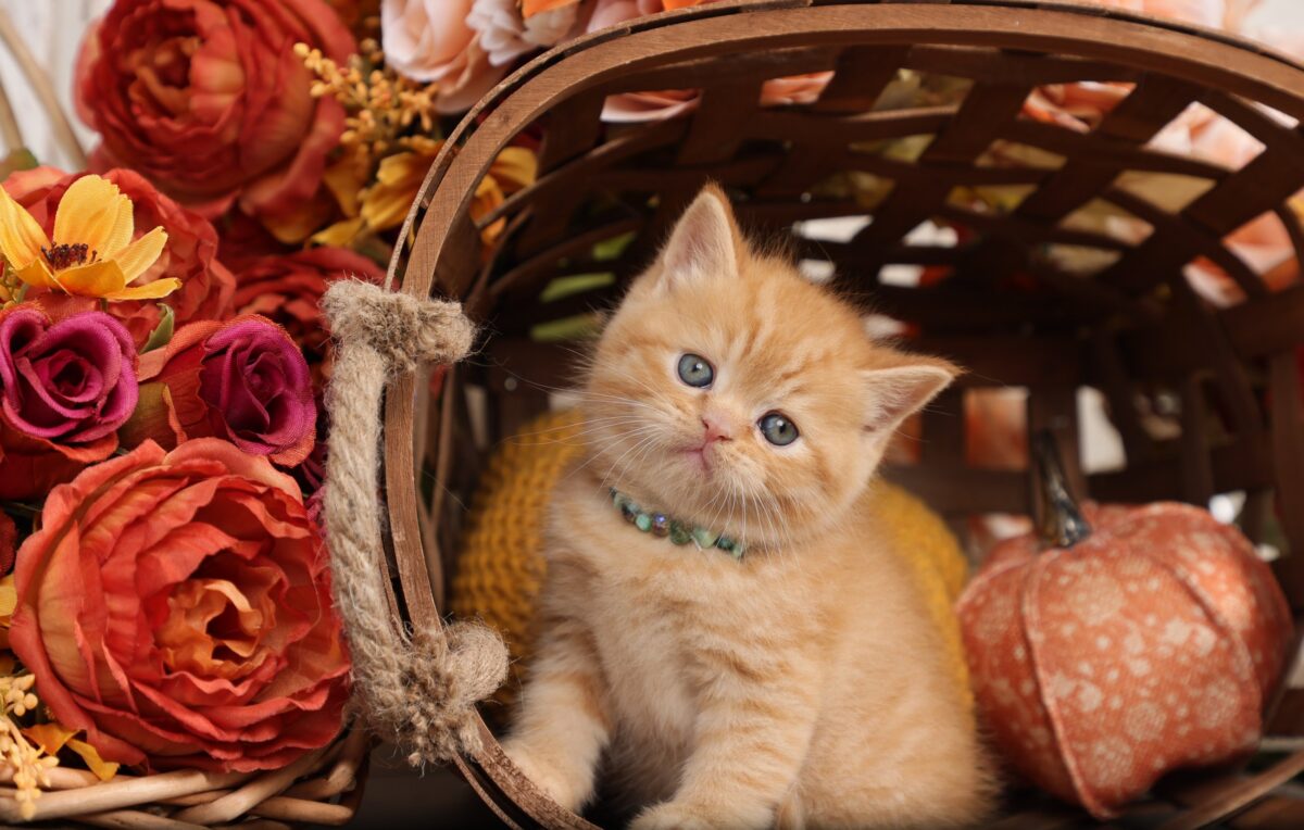 Doll Face Persian Kittens ~ Cheeto