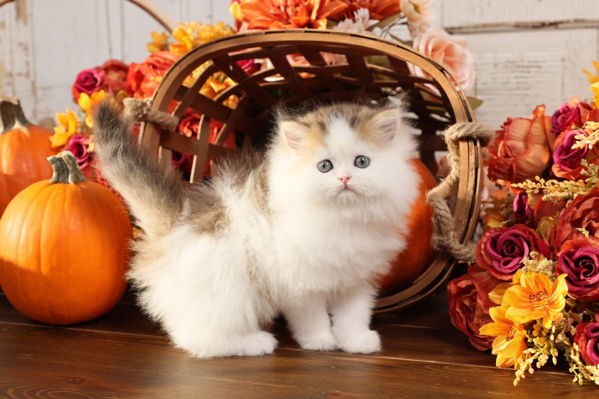 Doll Face Persian Kittens ~ Kip