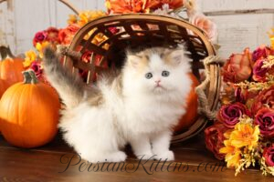 Persian kittens for sale