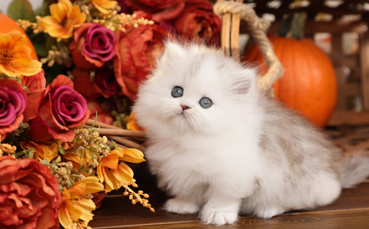 Doll Face Persian Kittens ~ Pip Squeak