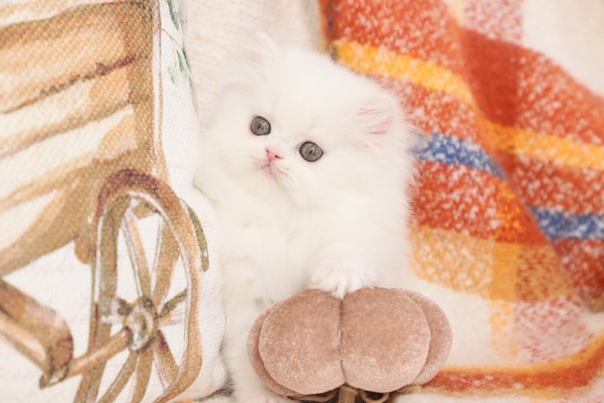 Doll Face Persian Kittens ~ Aspen