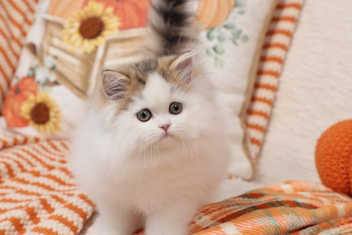 Doll Face Persian Kittens ~ Kip