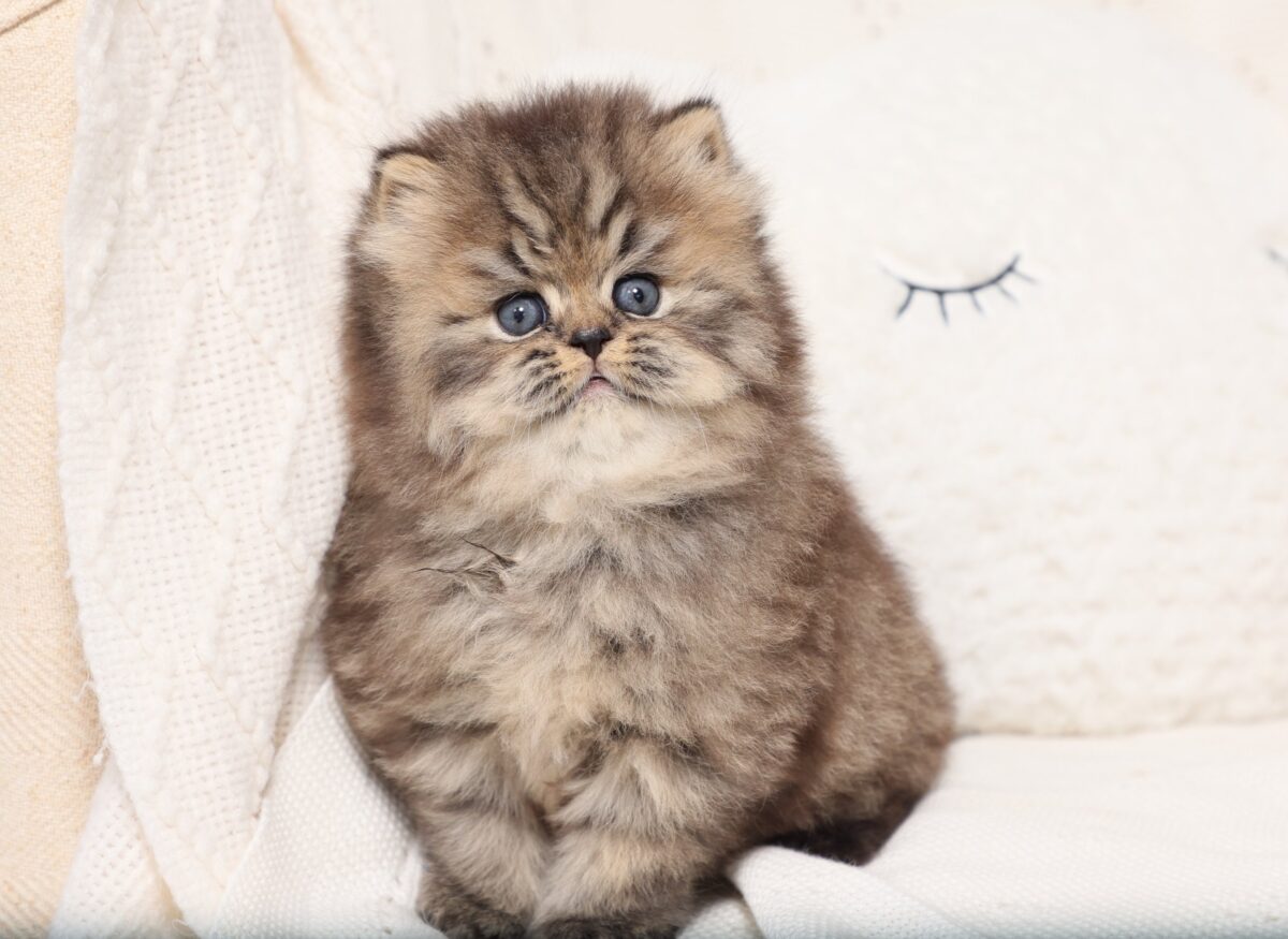 Doll Face Persian Kittens ~ Snugglepuff