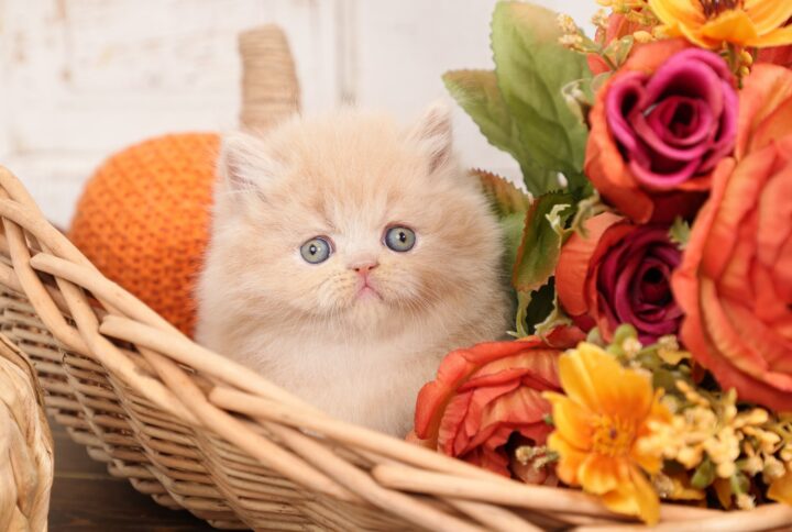 Cream Persian kittens for sale