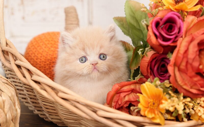 Cream Persian kittens for sale