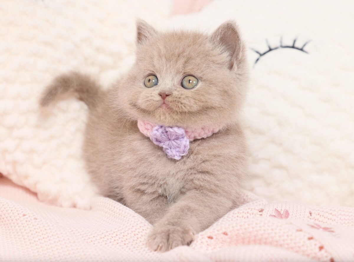 Doll Face Persian Kittens ~ Periwinkle