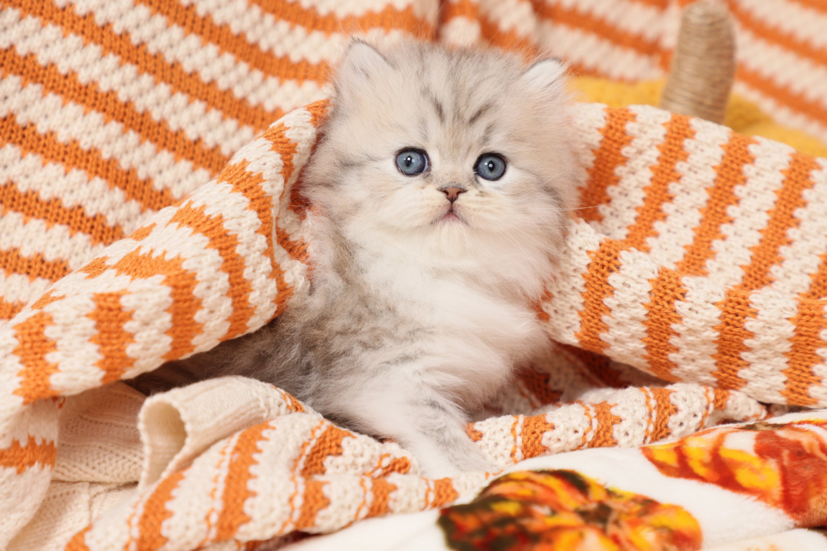 Doll Face Persian Kittens ~ Valentino