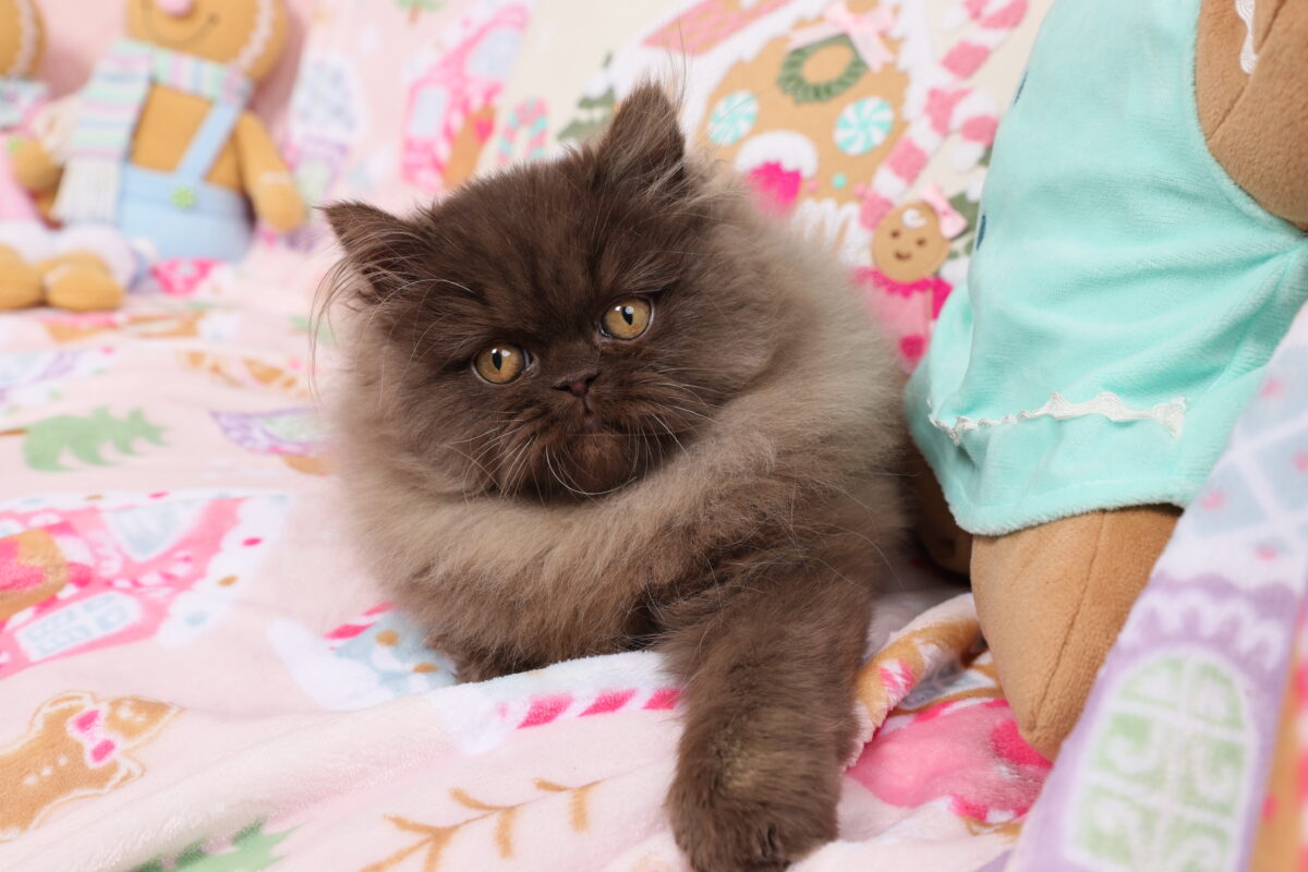 Doll Face Persian Kittens ~ Java