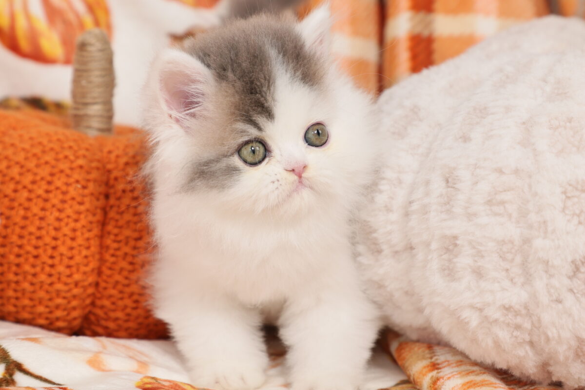 Doll Face Persian Kittens ~ Fuzzy Wuzzy