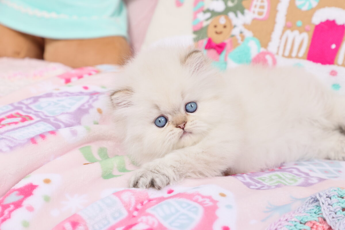 Doll Face Persian Kittens ~ Lovelyn