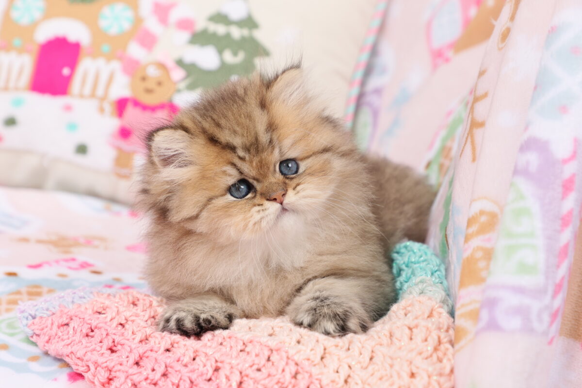 Doll Face Persian Kittens ~ Theodore