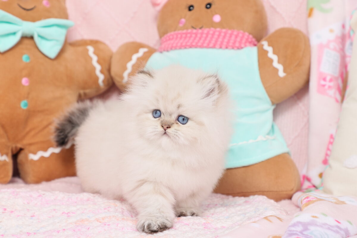 Doll Face Persian Kittens ~ Tatum ~ Reserved