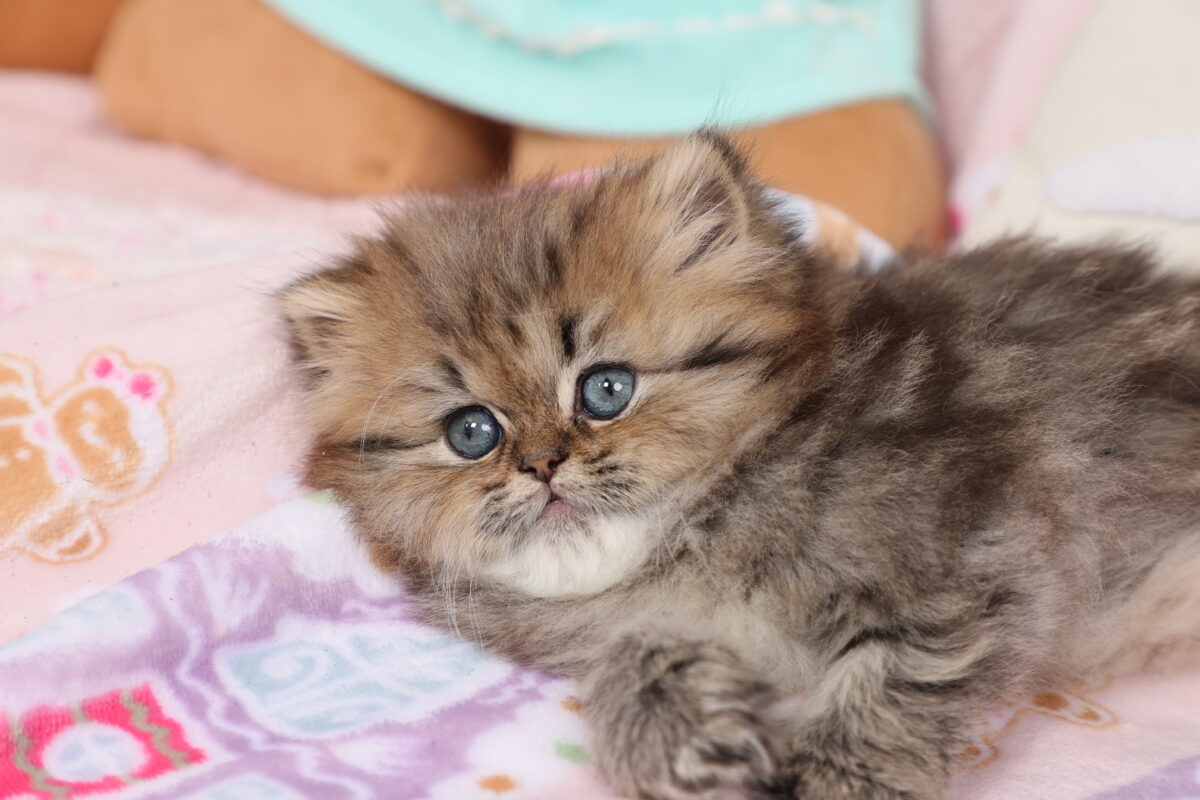Doll Face Persian Kittens ~ Bella