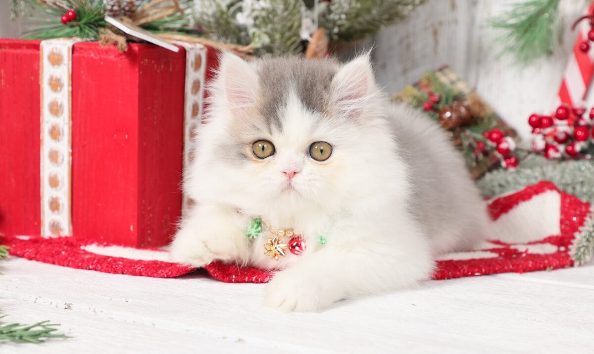 Doll Face Persian Kittens ~ Fuzzy Wuzzy