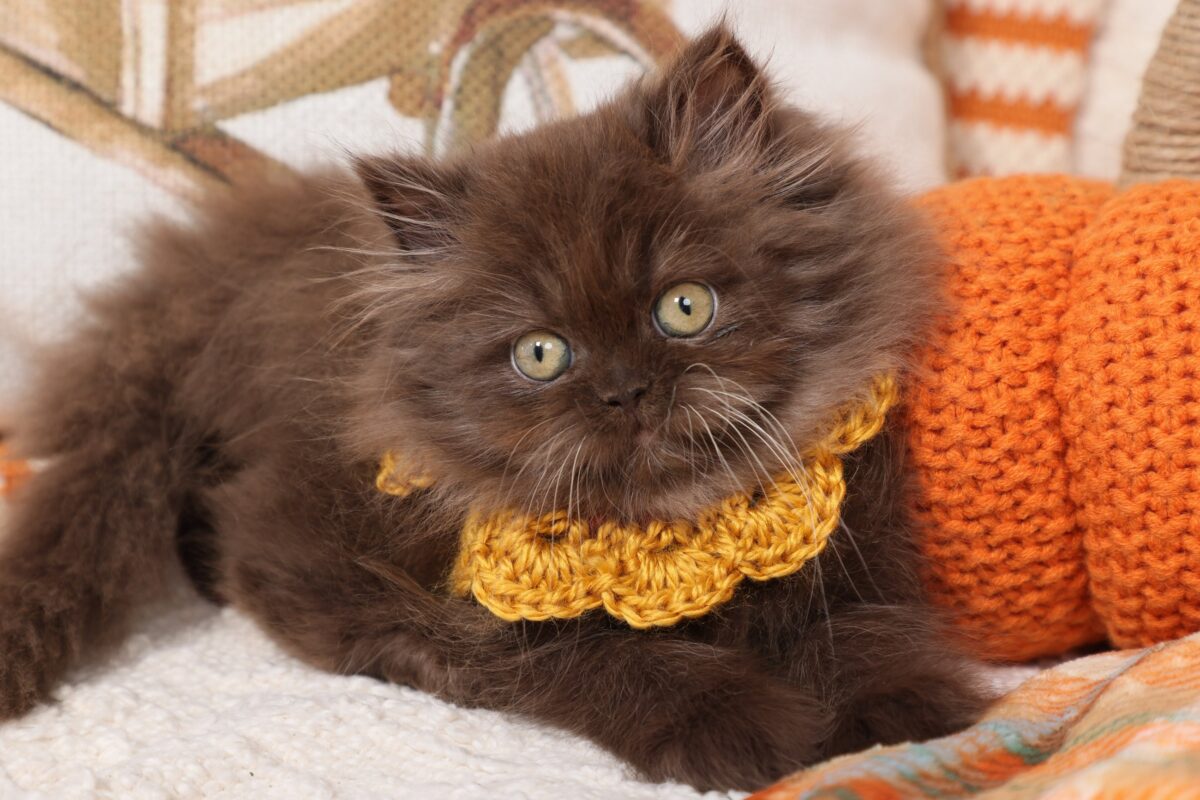 Doll Face Persian Kittens ~ Cocoa Chanel