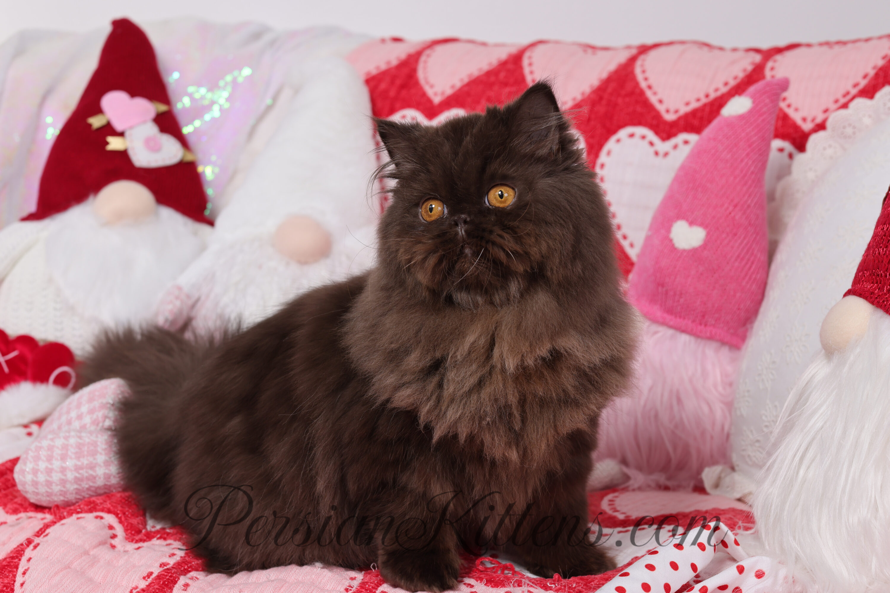 Prices of Persian, Himalayan and Exotic Shorthair Kittens in 2026