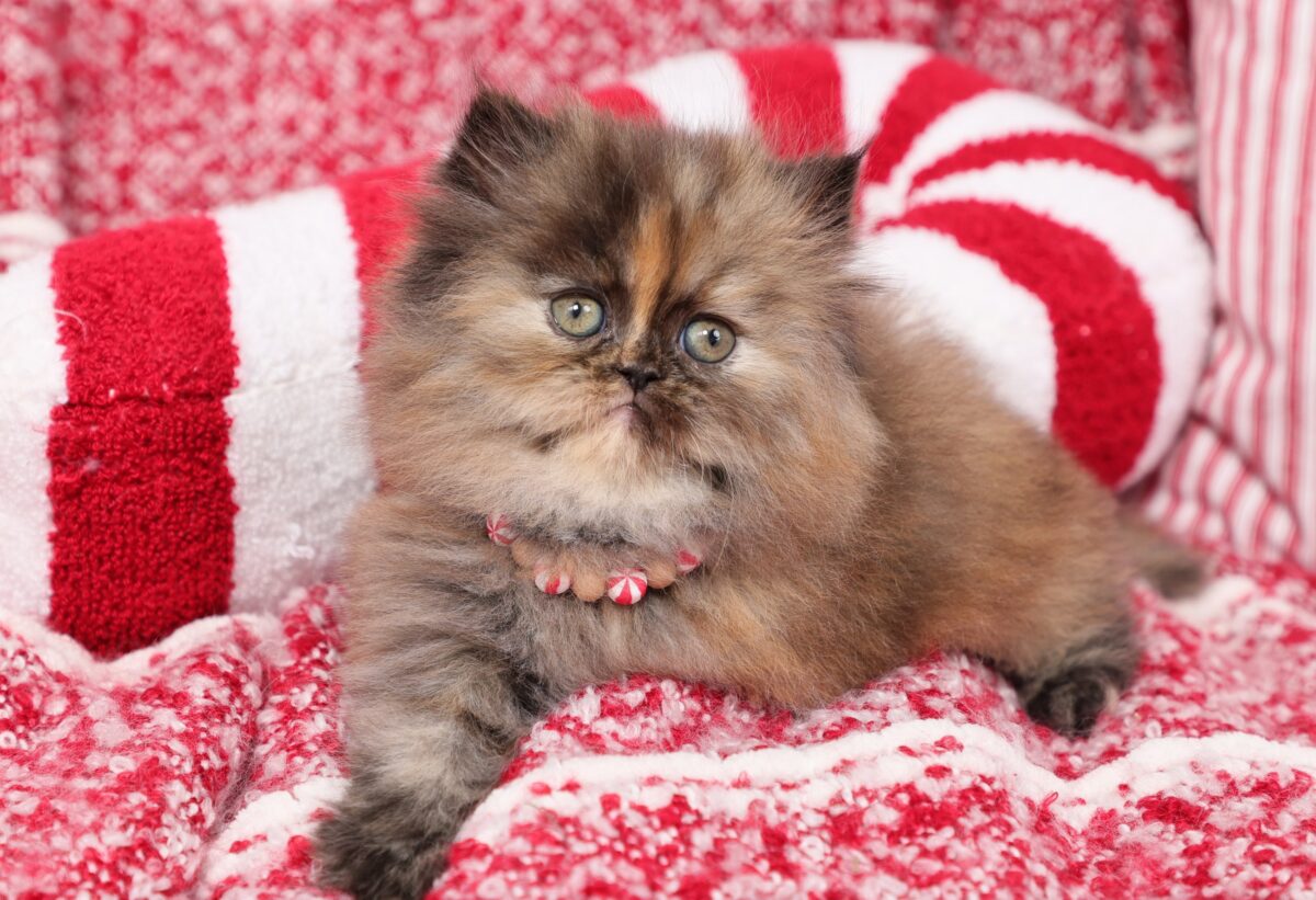 Doll Face Persian Kittens ~ Tootie Fruity