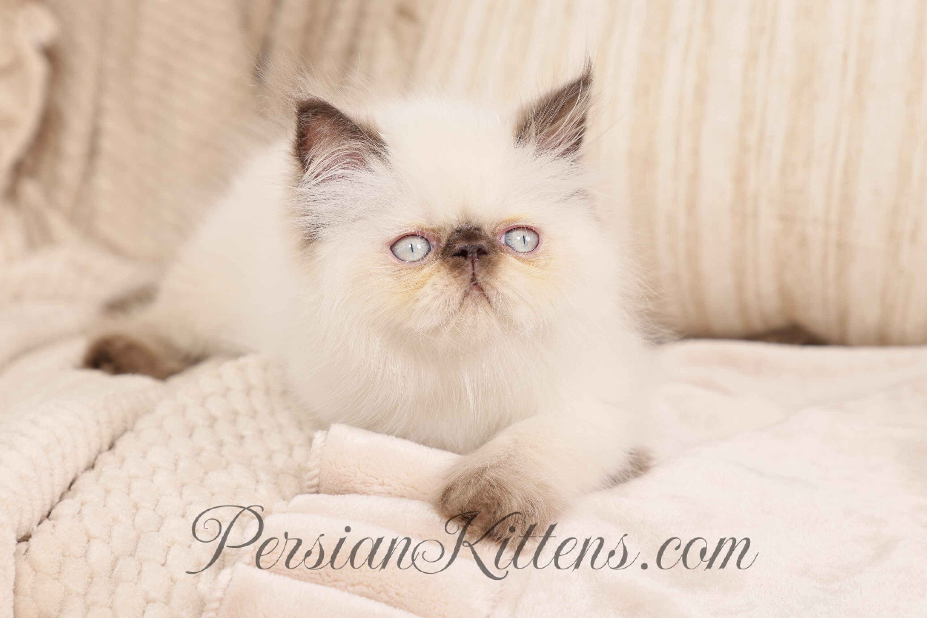 Seal Point Himalayan Kitten