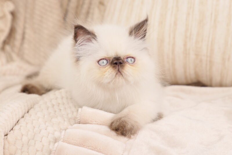 Seal Point Himalayan Kitten