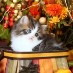 Shaded Golden and White persian kitten disney world