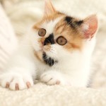 Patches The Calico Rug Hugger Kitten
