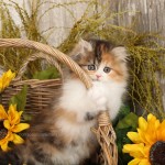 Teacup Calico Kitten