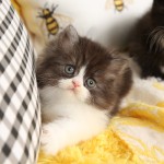 Bicolor Persian Kittens