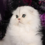 Mikee Doll Face Persian Kittens