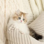 Chinchilla Golden and White Persian Kitten