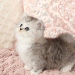 Silver and White Bicolor Rug Hugger Kitten