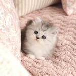 Silver and White Bicolor Rug Hugger Kitten