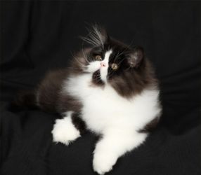 The Best Parrots In The World: Persian Kittens For Sale ...