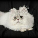 Chinchilla Silver Persian Kitten