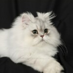 Chinchilla Silver Persian Kitten