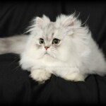 Chinchilla Silver Persian Kitten