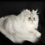 Chinchilla Silver Persian Kitten